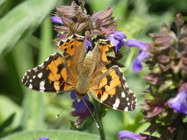 Vanessa cardui - bogáncslepke