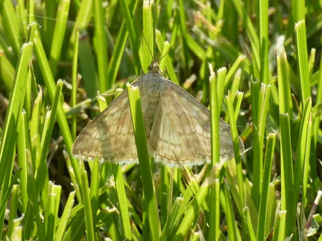 Evergestis frumentalis - tavaszi dudvamoly