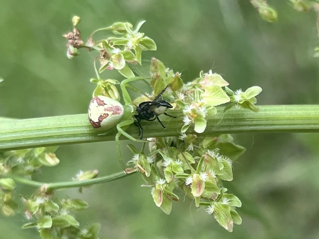 Ebrechtella tricuspidata - alakoskodó karolópók