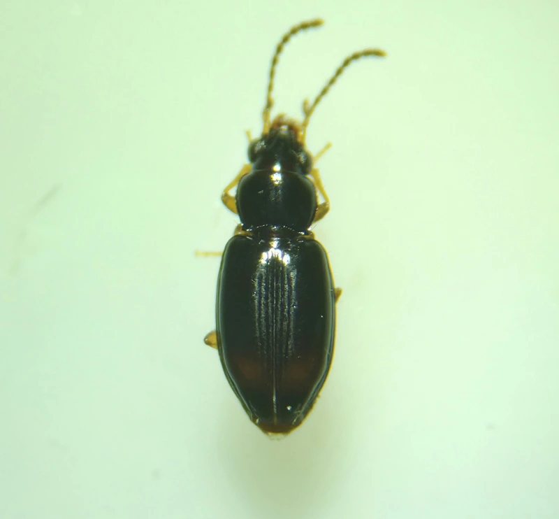 Tachyura haemorrhoidalis - vörösvégű martfutó