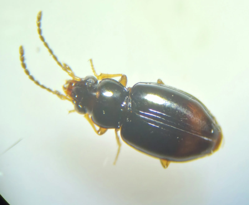 Tachyura haemorrhoidalis - vörösvégű martfutó