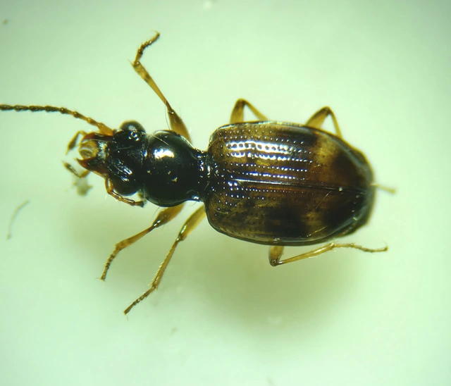 Bembidion articulatum - öves gyorsfutó