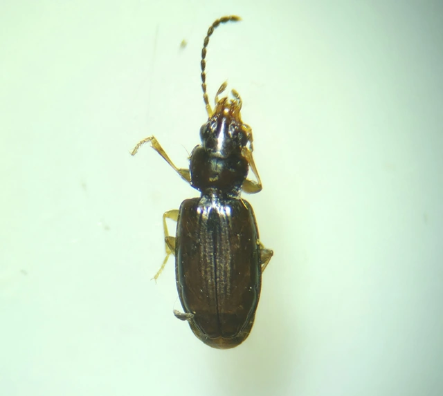 Tachys bistriatus - közönséges martfutó