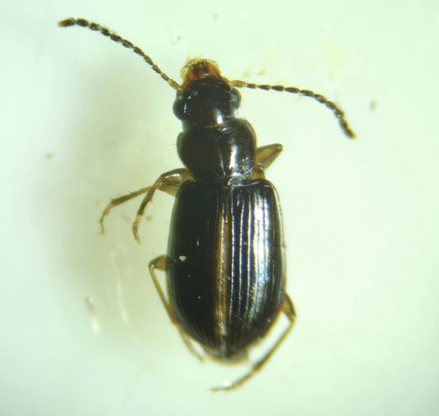 Acupalpus luteatus - barna törpefutonc