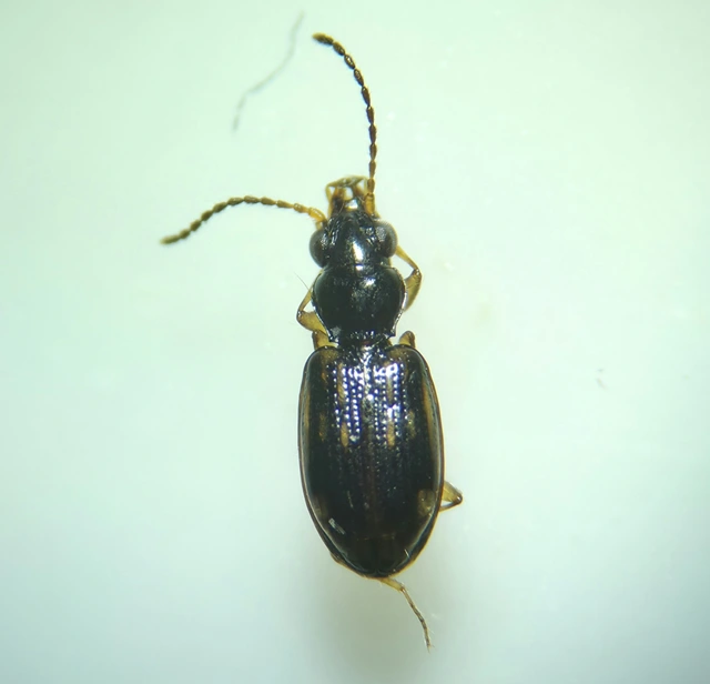 Bembidion octomaculatum - nyolcfoltos gyorsfutó
