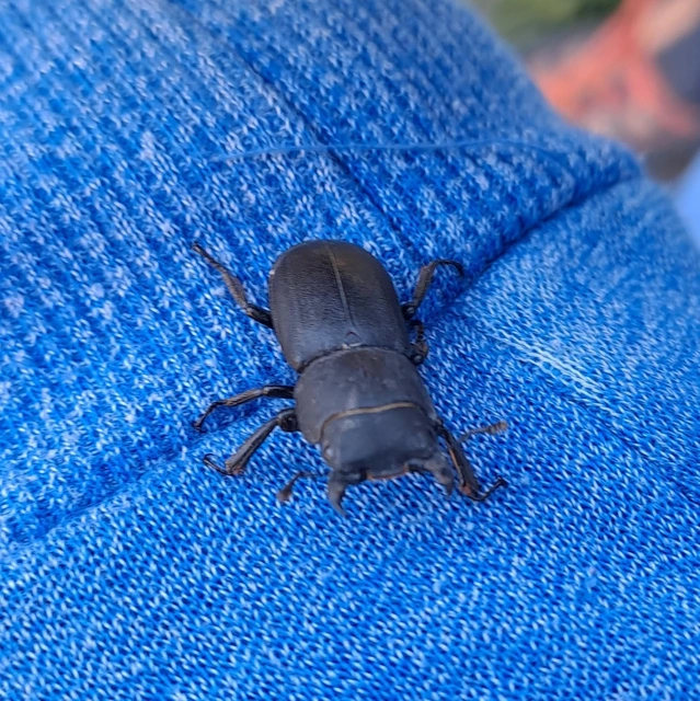 Dorcus parallelipipedus - kis szarvasbogár