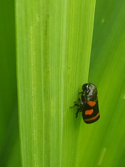 Cercopis arcuata/sanguinolenta