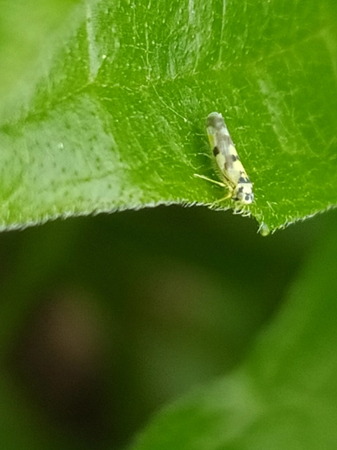 Eupteryx