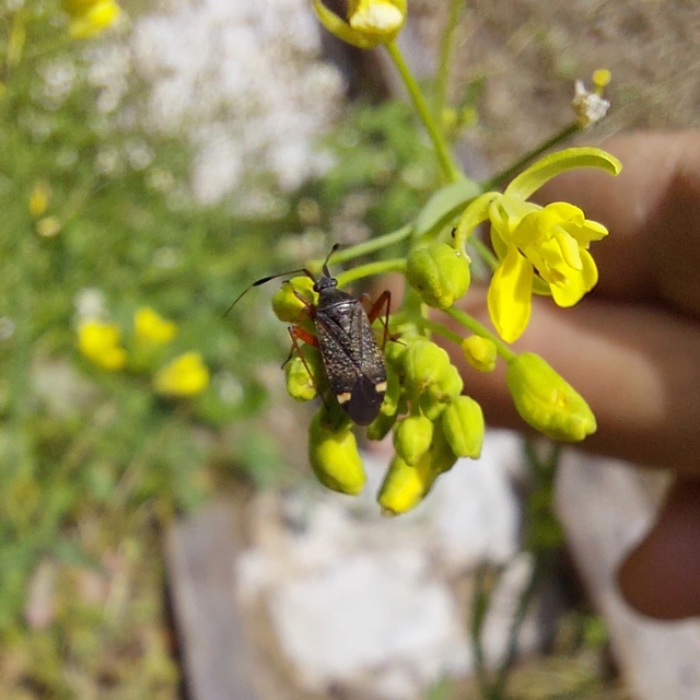 Closterotomus biclavatus - aranyszőrű mezeipoloska