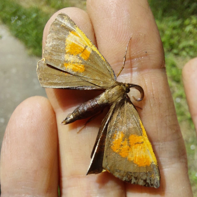 Angerona prunaria - sárga kökényaraszoló
