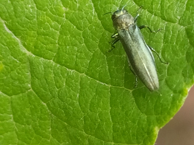 Agrilus viridis - változékony karcsúdíszbogár
