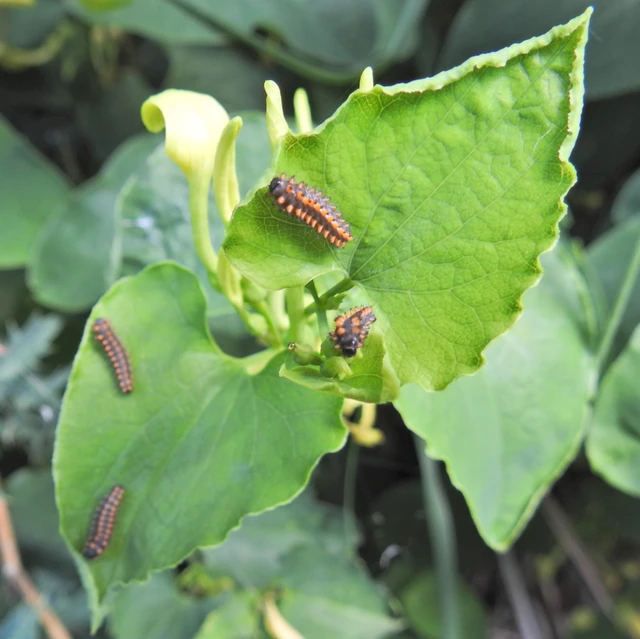 Zerynthia polyxena - farkasalmalepke