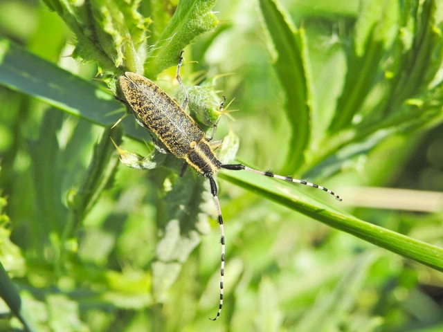 Agapanthia villosoviridescens - fehérgyűrűs bogáncscincér