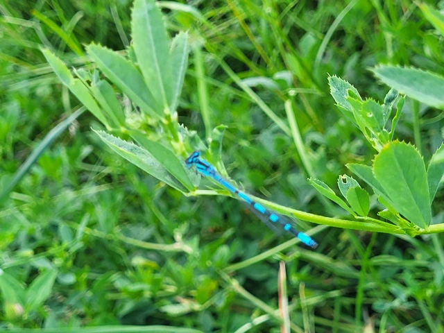 Coenagrion ornatum - díszes légivadász