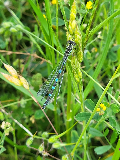 Coenagrion ornatum - díszes légivadász