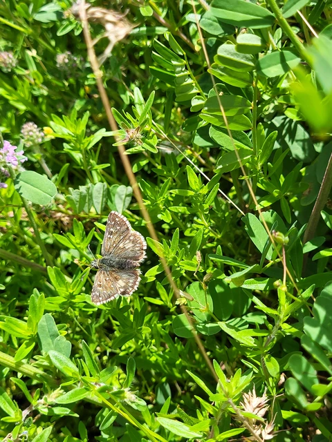 Pyrgus armoricanus - feles busalepke