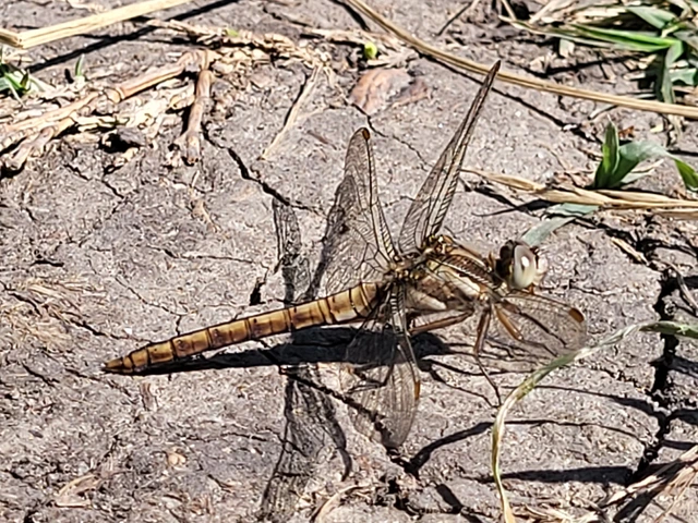 Orthetrum brunneum - pataki pásztorszitakötő