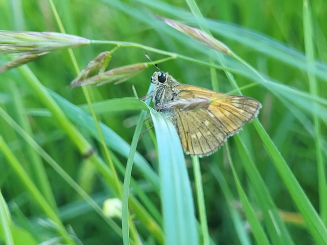 Ochlodes sylvanus - erdei busalepke