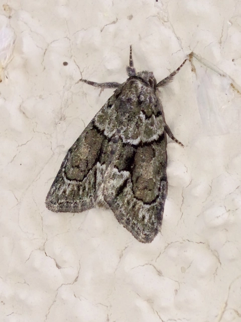Cryphia fraudatricula - homoki zuzmóbagoly