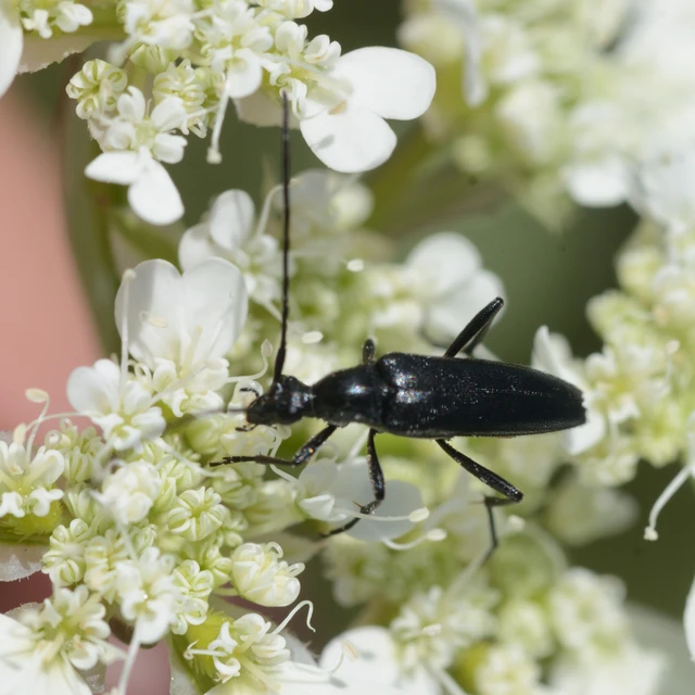 Stenurella nigra - fekete karcsúcincér