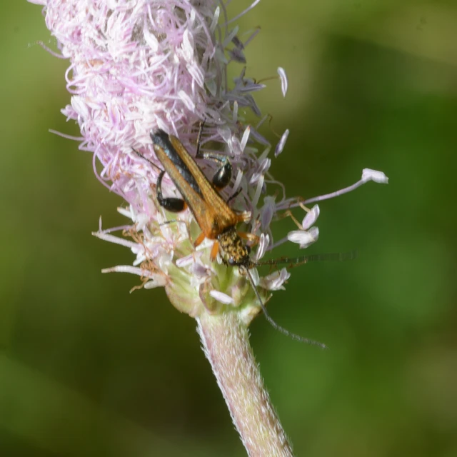 Oedemera podagrariae - székfű-álcincér
