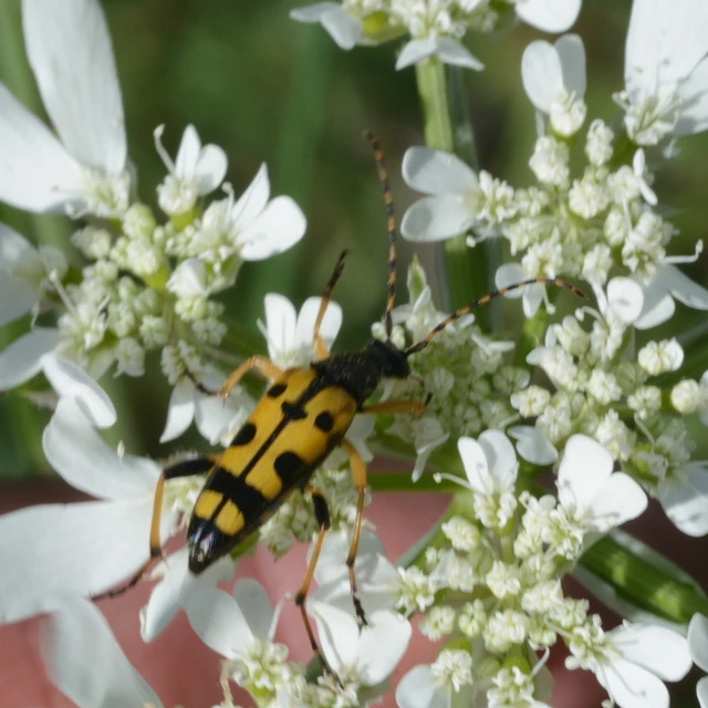 Rutpela maculata - tarkacsápú karcsúcincér
