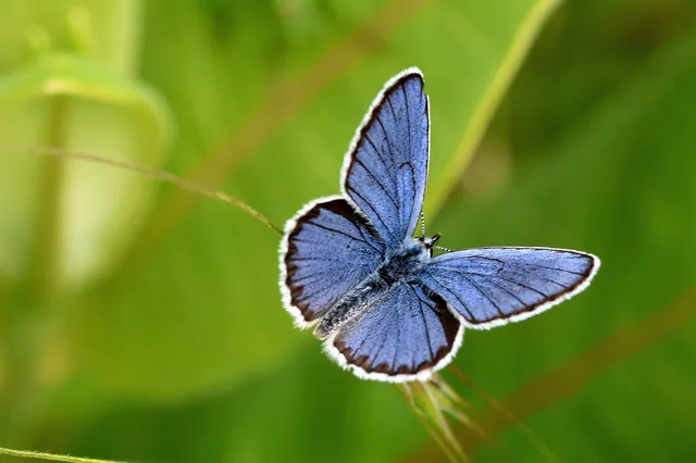 Plebejus idas - északi boglárka