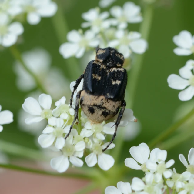 Valgus hemipterus - suta virágbogár