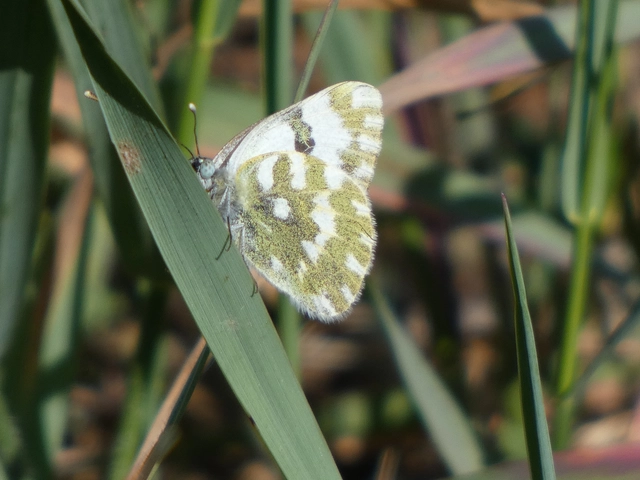 Pontia edusa - rezedalepke