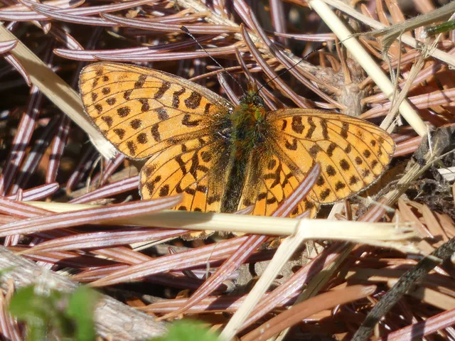 Boloria euphrosyne - árvácska-gyöngyházlepke Boloria euphrosyne - árvácska-gyöngyházlepke