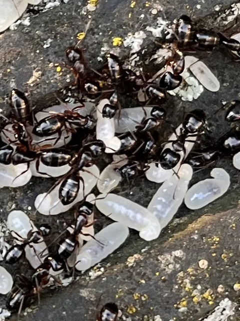 Camponotus fallax - ligeti lóhangya