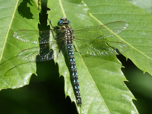 Brachytron pratense - szőrös karcsúacsa