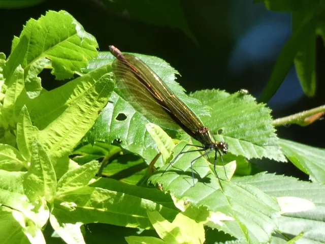 Calopteryx virgo - kisasszony-szitakötő