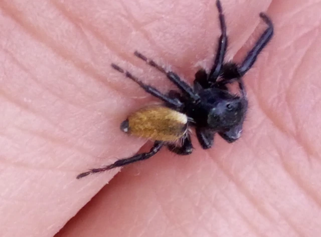 Carrhotus xanthogramma - rozsdás ugrópók