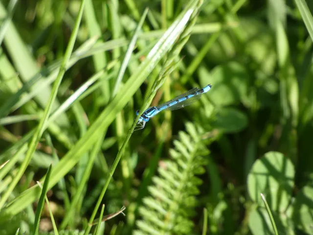 Enallagma cyathigerum - kéksávos légivadász