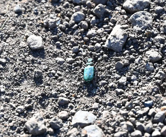 Cicindela campestris - mezei homokfutrinka