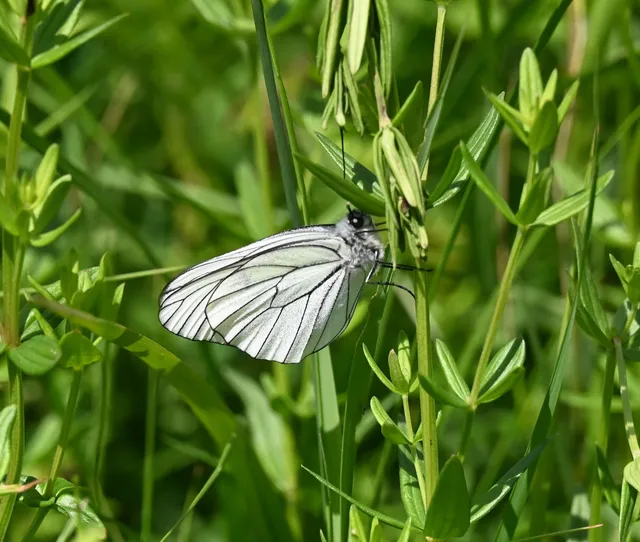 Aporia crataegi - galagonyalepke