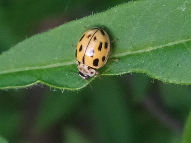 Propylea quatuordecimpunctata - tizennégypettyes füsskata