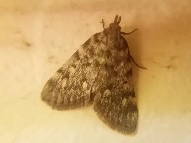 Aglossa pinguinalis - zsiradékmoly