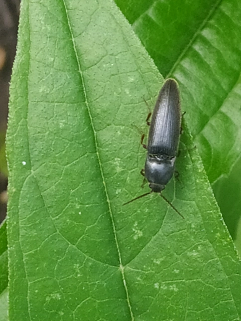 Melanotus