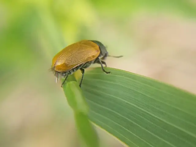Labidostomis longimana - zöldnyakú zsákbogár Labidostomis longimana - zöldnyakú zsákbogár