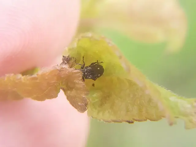 Polydrusus picus - pikkelyfoltos lombormányos