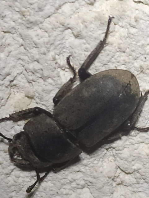 Dorcus parallelipipedus - kis szarvasbogár