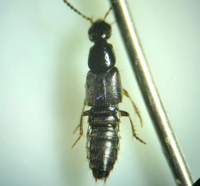 Philonthus quisquiliarius - zöldfényű ganajholyva