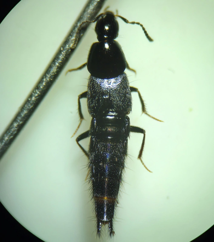 Acylophorus glaberrimus - térdescsápú lápholyva