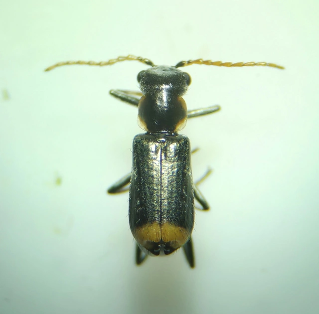 Axinotarsus marginalis - feketefüggős bibircsesbogár