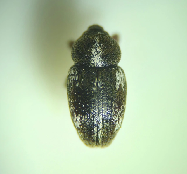 Tychius quinquepunctatus - borsó-tímárormányos