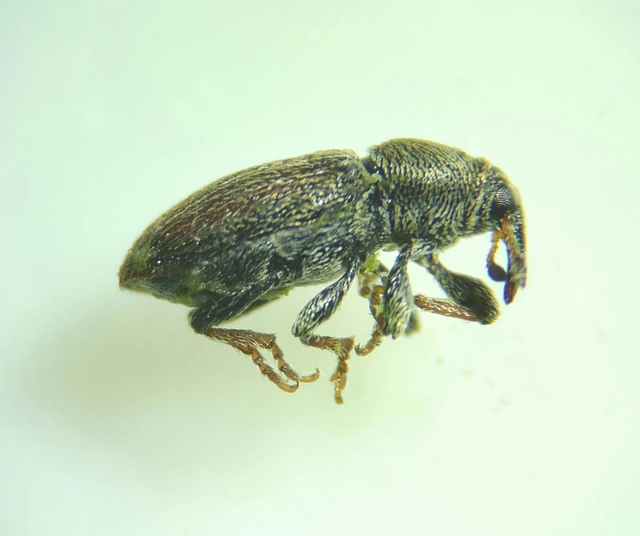 Tychius cuprifer - rezesbarna tímárormányos