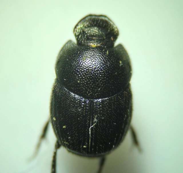 Onthophagus grossepunctatus - érdes trágyatúró