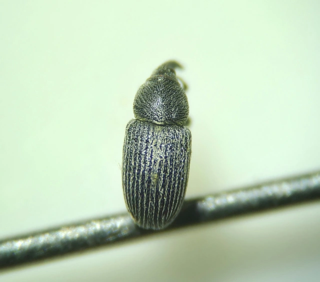 Tychius tibialis - fekete tímárormányos